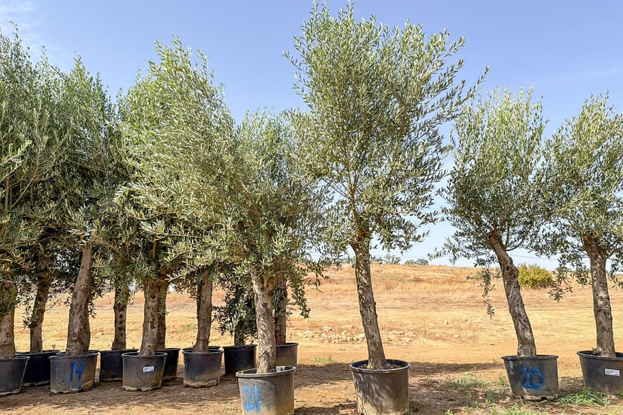 2 Olivenbäume Olea Europaea 